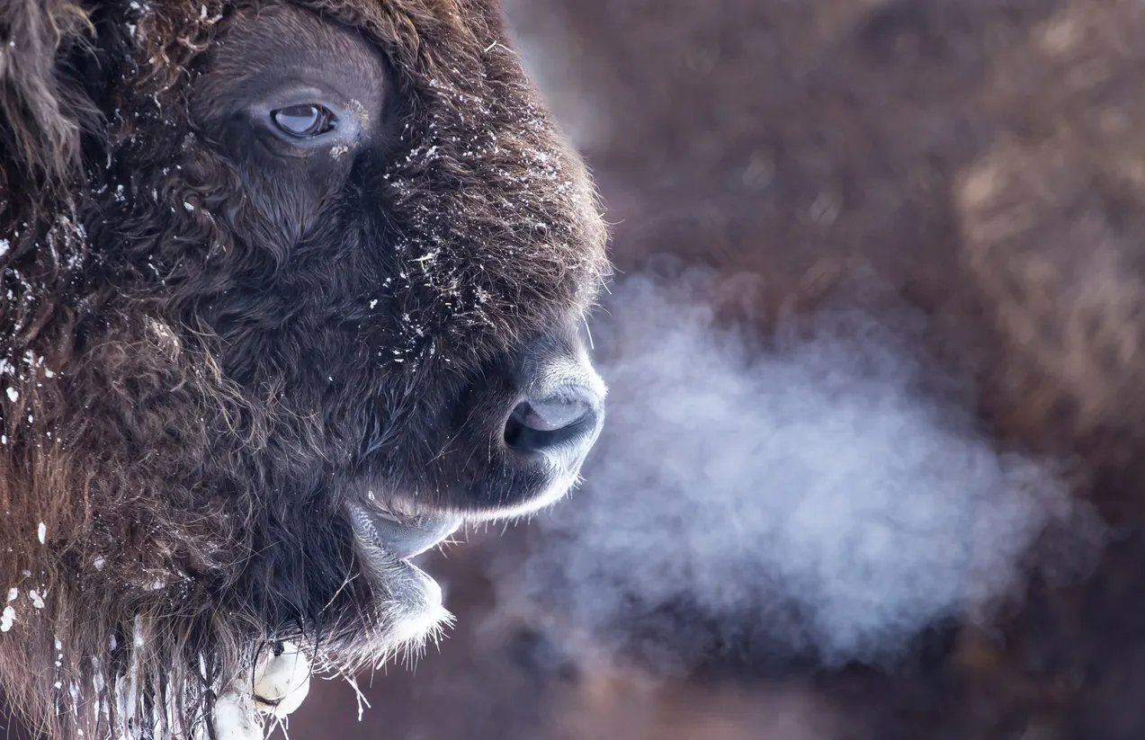 Close up portrait of a wild european bison