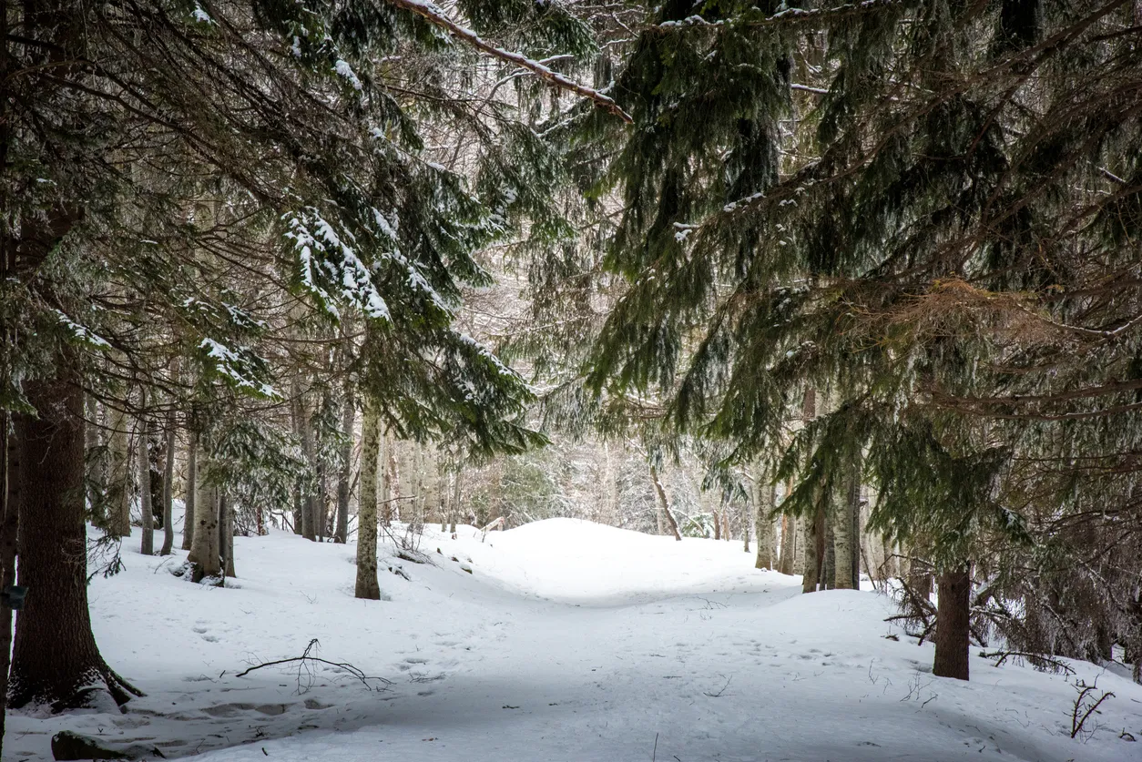 Frozen forest on a clear winter day in the mountains of Bulgaria