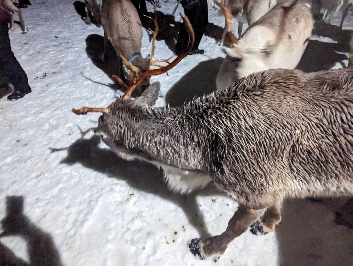 Reindeer at a Sami Camp